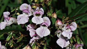 Scopri di più sull'articolo Fiori Himalayani Enhancers: i fiori che aiutano i chakra