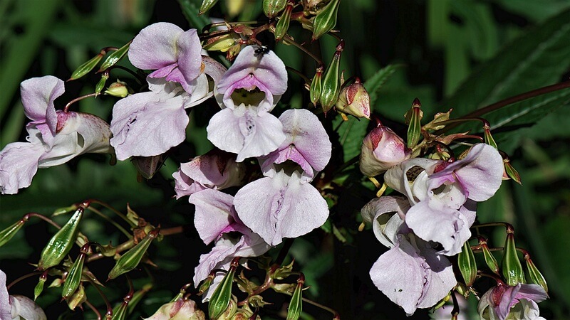 Al momento stai visualizzando Fiori Himalayani Enhancers: i fiori che aiutano i chakra