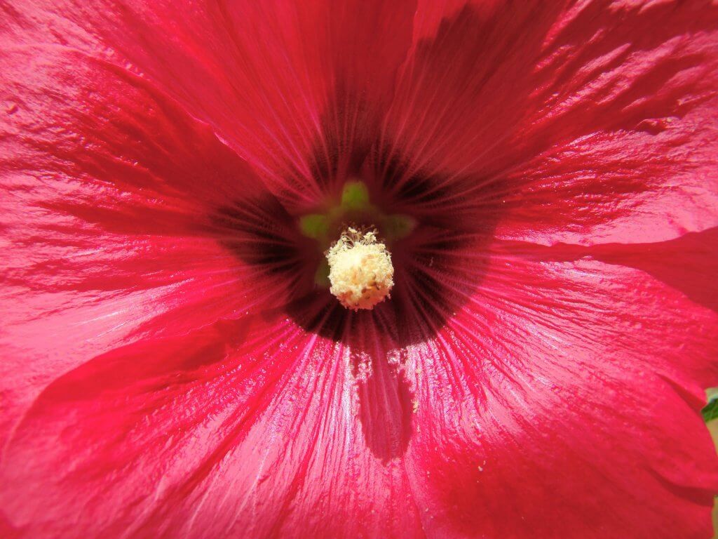 malva