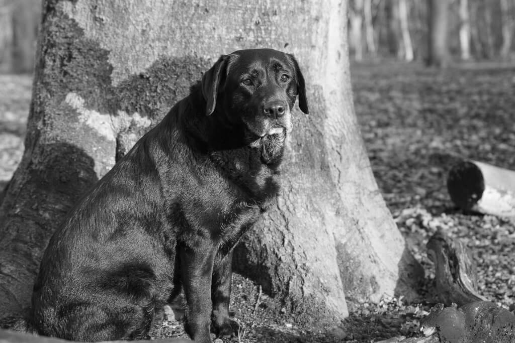 cane anziano