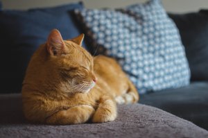malattia-renale-gatto