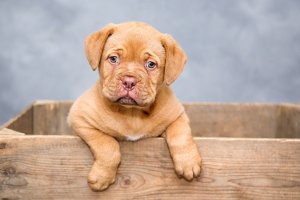 Scopri di più sull'articolo La genetica del comportamento del cane