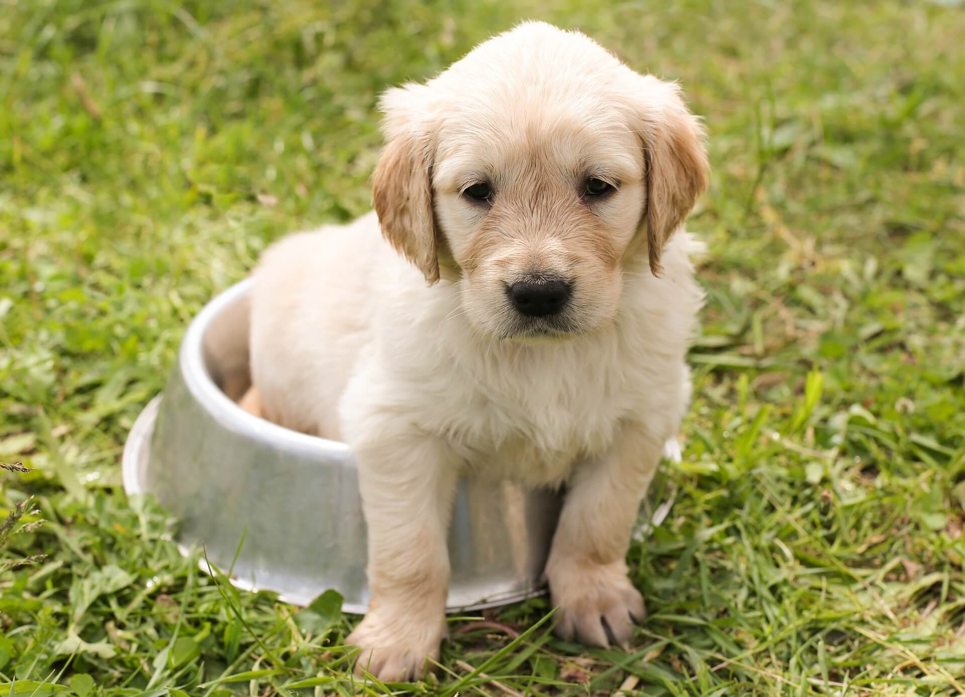 Al momento stai visualizzando Fido vomita, c’è da preoccuparsi?