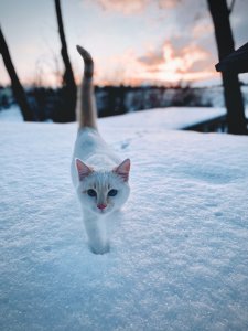 cani-gatti-inverno-benessere