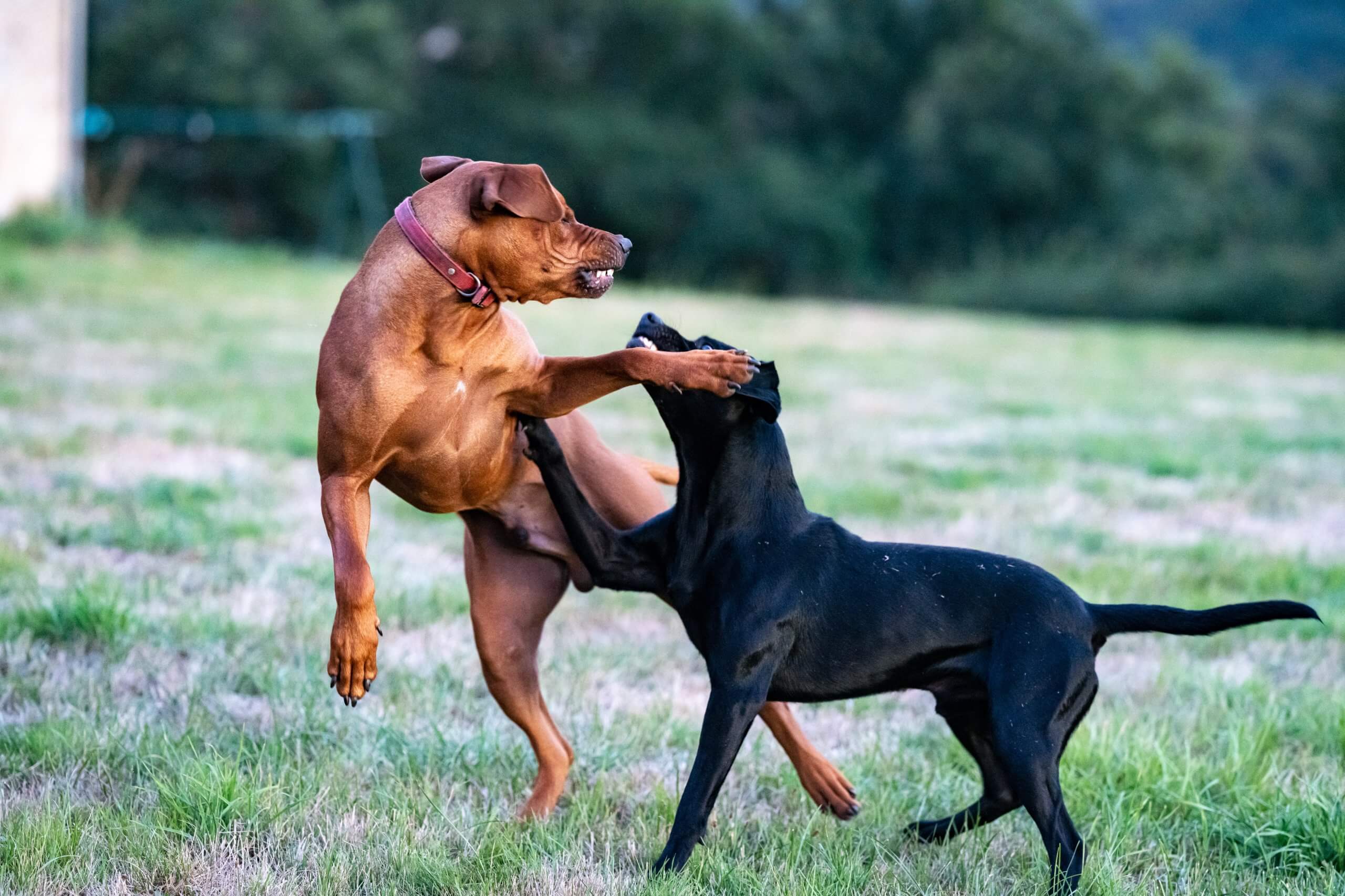 Al momento stai visualizzando Fido è dominante?