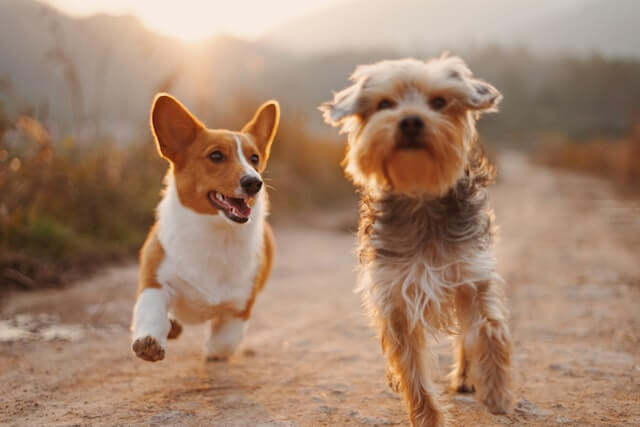 Al momento stai visualizzando Come aiutare fido ad essere più libero