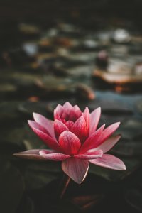 Scopri di più sull'articolo I fiori californiani per la spiritualità e la quiete dell’anima