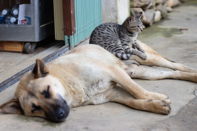 Al momento stai visualizzando Cosa fare quando micio e fido stanno male?