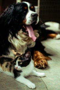 Scopri di più sull'articolo Che cosa serve a micio e fido per stare bene?