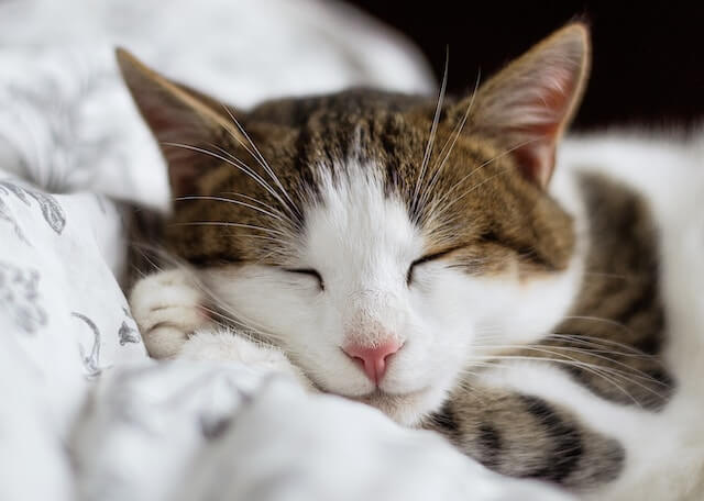 dogs-cats-regenerative-rest dogs-cats-regenerative-rest