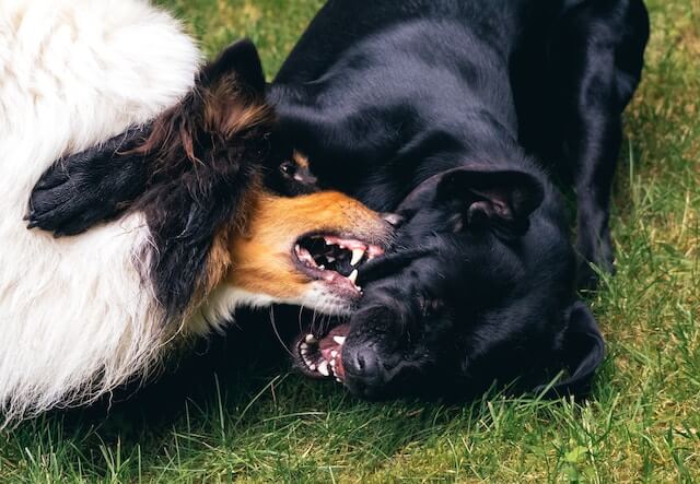 dogs-don't-get-together dogs-don't-get-together