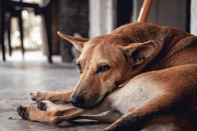 Al momento stai visualizzando Fido non ama stare solo, che fare?