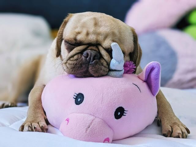 abituare-il-cane-a-stare-da-solo abituare-il-cane-a-stare-da-solo