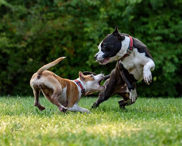 cane-aggressivo-come-fare cane-aggressivo-come-fare