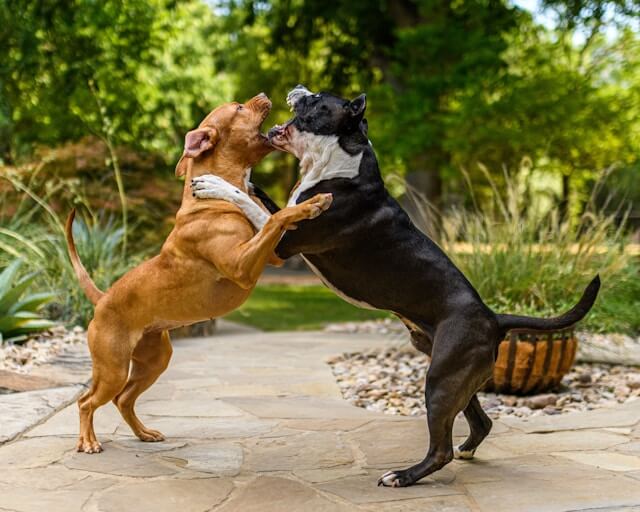 Al momento stai visualizzando Fido è aggressivo, che fare?