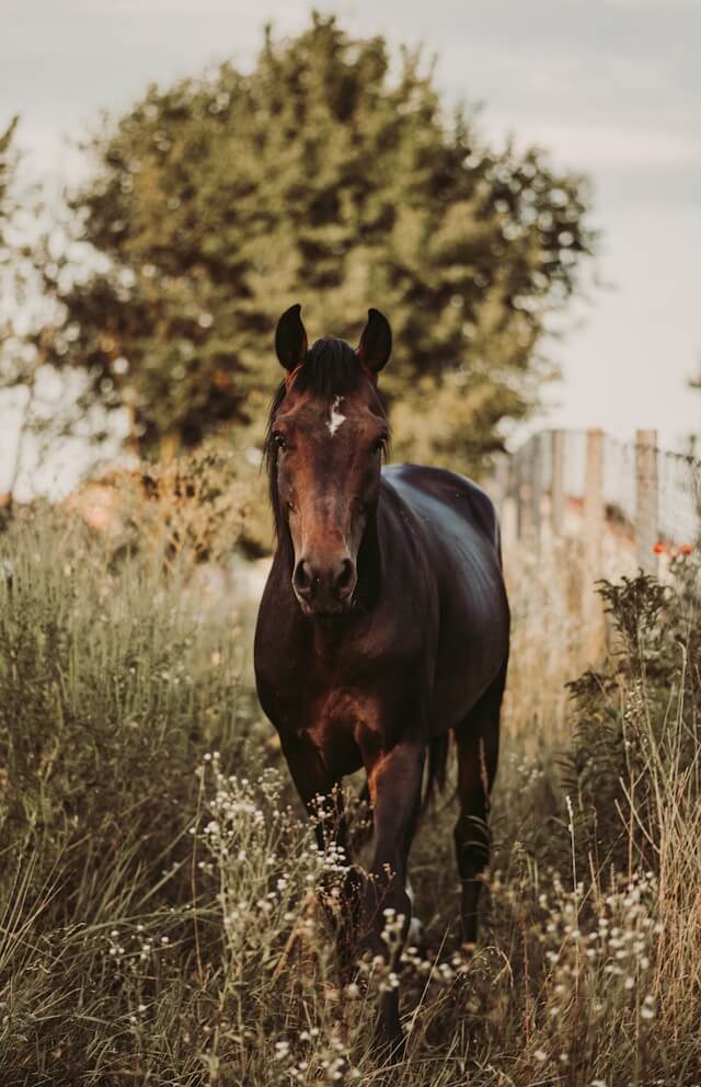 coliche-cavallo-cause-rimedi