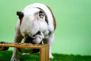cane-gatto-vegetariano-vegano