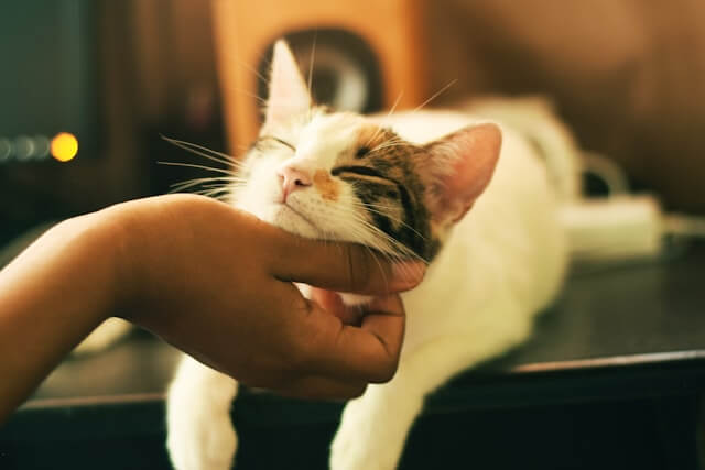 malattie-pelle-gatto