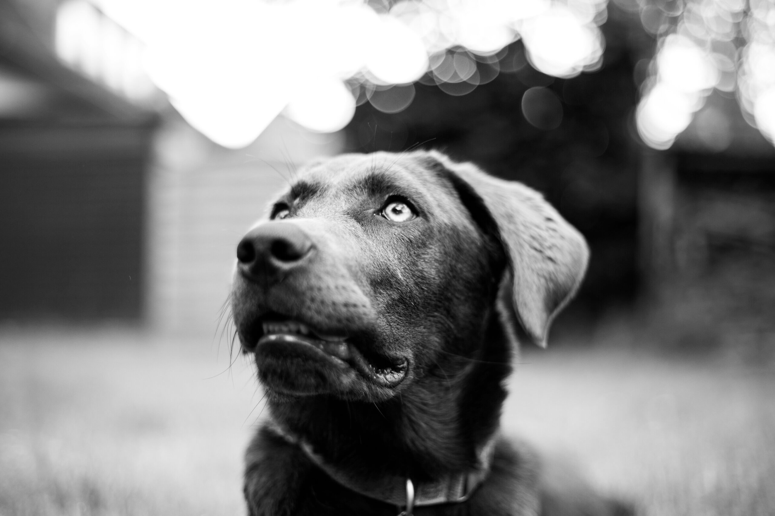 Al momento stai visualizzando Fido ha la malassezia? Come capirlo e cosa fare