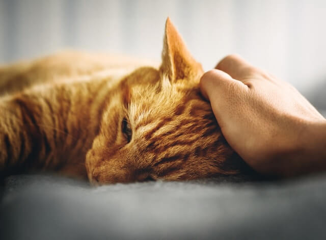gatto-depresso-che-fare gatto-depresso-che-fare