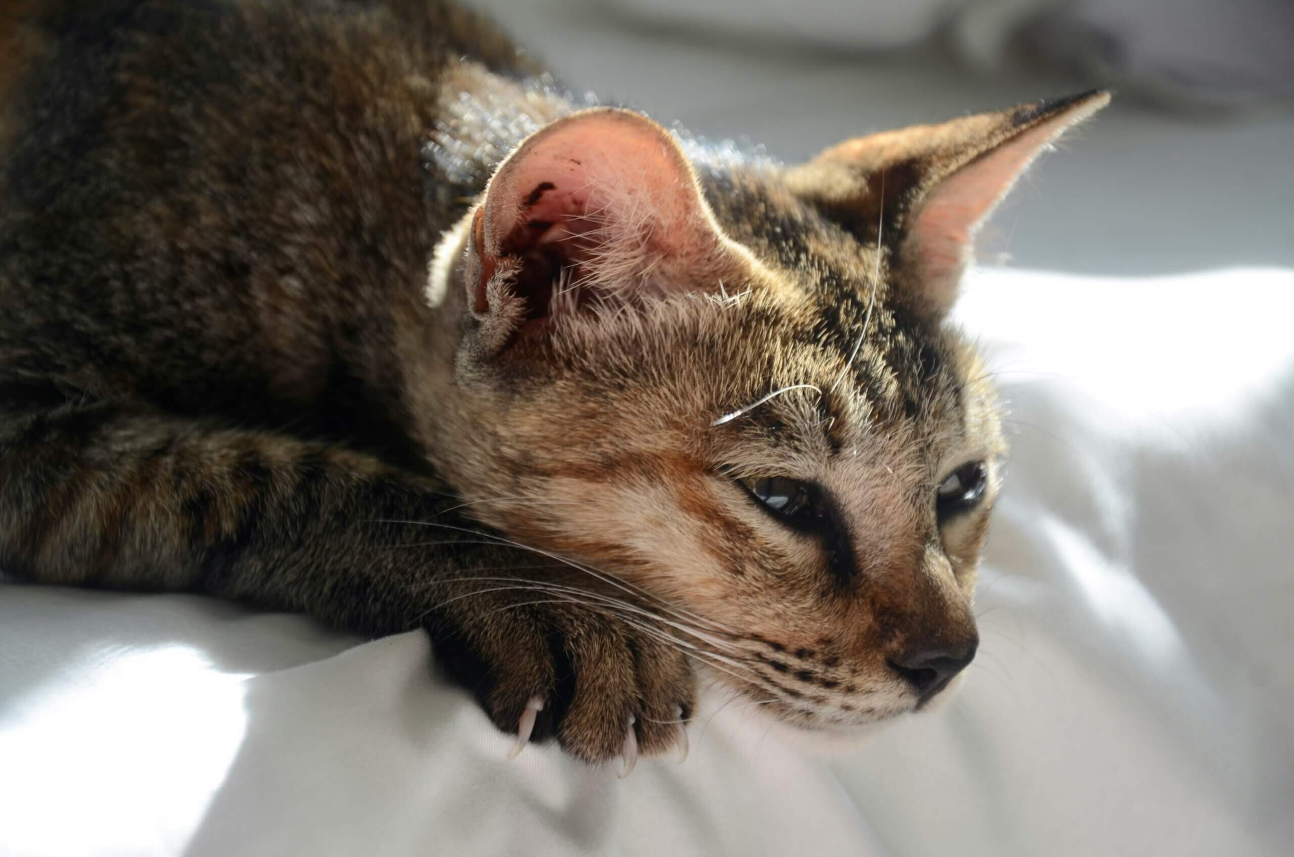Al momento stai visualizzando Come aiutare un micio depresso