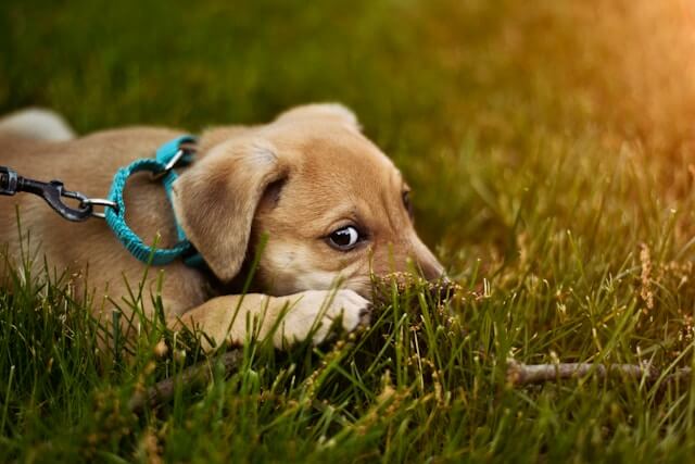 Al momento stai visualizzando Fido mangia erba: è normale?