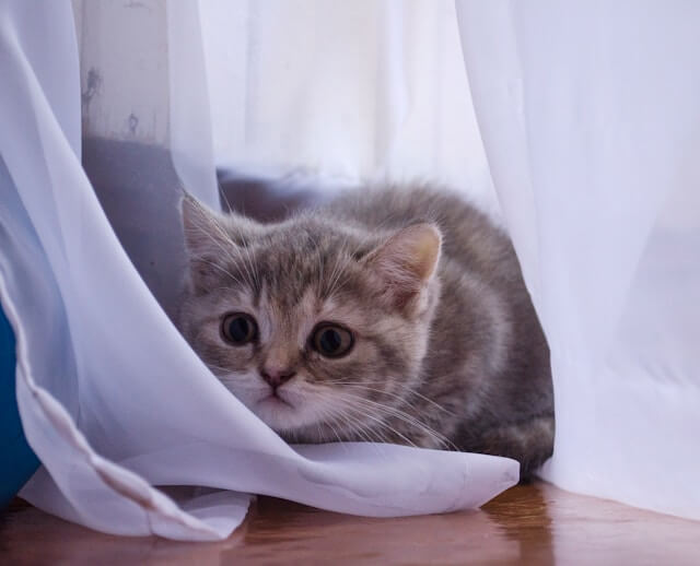 problemi-comportamentali-del-gatto problemi-comportamentali-del-gatto